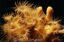 Corals - Parazoanthus axinellae by Vito Lorusso 
